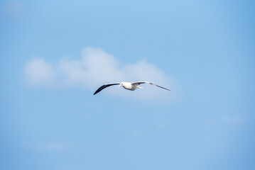 Seabird Masked, Blue-faced Booby (Sula dactylatra) flying over the ocean. Seabird is hunting for flying fish jumping out of the water.