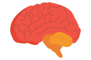 Human brain. Internal organ, anatomy. Isolated on white background.