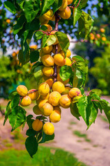 apricots on a tree