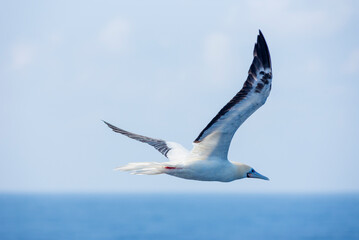 Seabird Masked, Blue-faced Booby (Sula dactylatra) flying over the ocean. Seabird is hunting for flying fish jumping out of the water.