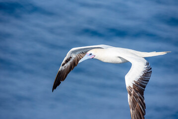 Seabird Masked, Blue-faced Booby (Sula dactylatra) flying over the ocean. Seabird is hunting for flying fish jumping out of the water.