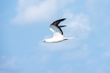 Seabird Masked, Blue-faced Booby (Sula dactylatra) flying over the ocean. Seabird is hunting for flying fish jumping out of the water.