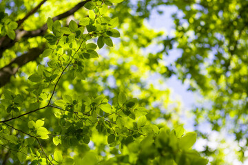 Fototapeta na wymiar Green leaves on a sunny day.