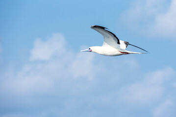 Seabird Masked, Blue-faced Booby (Sula dactylatra) flying over the ocean. Seabird is hunting for flying fish jumping out of the water.