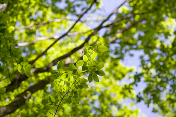 Green leaves on a sunny day.