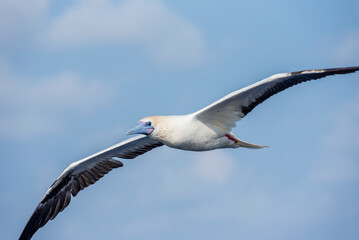 Seabird Masked, Blue-faced Booby (Sula dactylatra) flying over the ocean. Seabird is hunting for flying fish jumping out of the water.