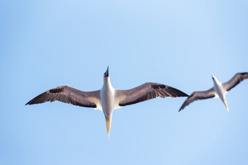 Seabird Masked, Blue-faced Booby (Sula dactylatra) flying over the ocean. Seabird is hunting for flying fish jumping out of the water.