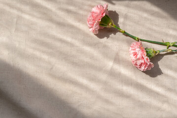 Aesthetic floral background with two carnation flowers on neutral beige linen background with...