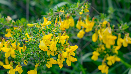Obraz premium The world around, nature, plants, flowers.