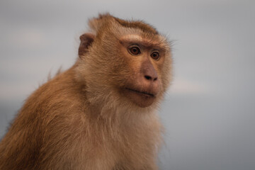 Photo of a monkey. monkey close