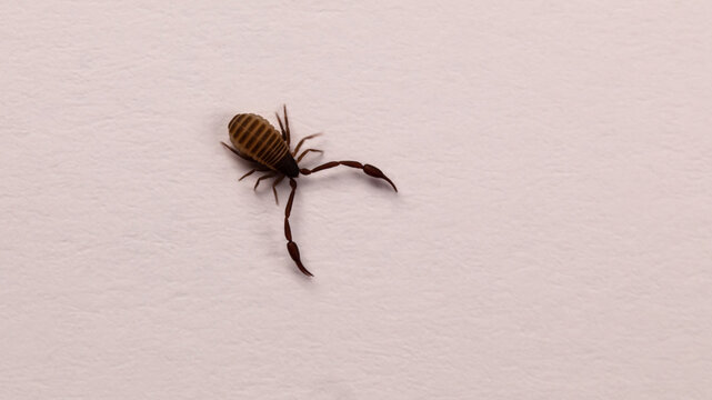 B&uuml;cherscorpion