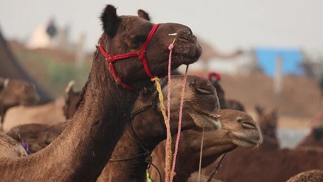 Camels in slow motion at the Pushkar Fair, also called the Pushkar Camel Fair or locally as Kartik Mela is an annual multi-day livestock fair and cultural held in the town of Pushkar Rajasthan, India.