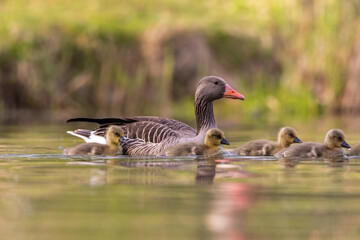 close up of  swimming Greylag goose (Anser anser) family. Small chicks of greylag goose 
