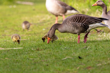 close up of  eating Greylag goose (Anser anser) family. Small chicks of greylag goose 
