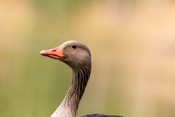 portrait of Greylag goose (Anser anser)