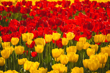 Red and Yellow Tulip Field