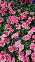 Fototapeta premium Flower and plant seedlings for the garden or home. Seedlings in pots.
