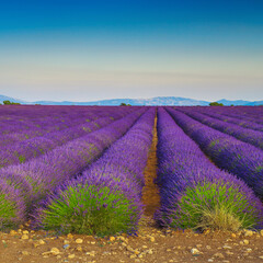 Fototapeta na wymiar Majestic purple lavender plantation and countryside scenery, Valensole, France