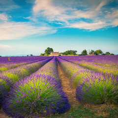 Cultivated purple lavender rows and rural landscape, Valensole, France