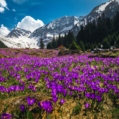 Fototapeta premium Purple crocus flowers on the steep mountain slope, Carpathians, Romania