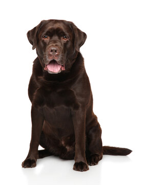 Chocolate Labrador puppy sitting on a white background.