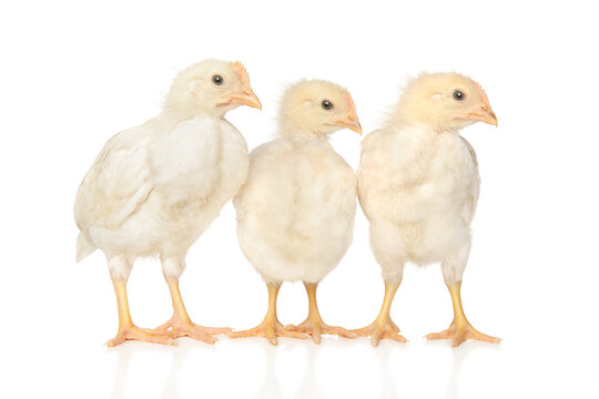 Three chickens on a white background