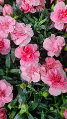 Flower and plant seedlings for the garden or home. Seedlings in pots.