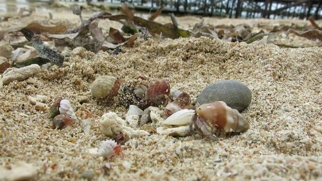 Group of hermit crabs on white sand beach are waking up and moving when they fell its safe enough. they hide on their shells when they feel threatened