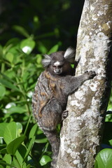Sugarloaf Monkeys