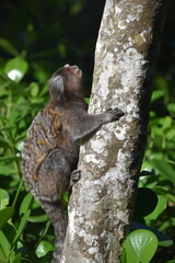 Fototapeta premium Sugarloaf Monkeys