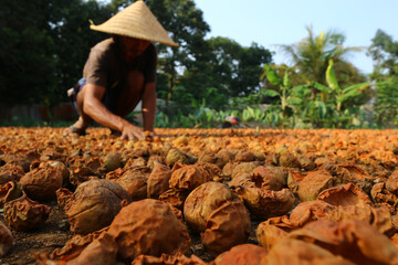 A workers in Bogor, West Java, Indonesia, dry nutmeg fruit to make essential oil On August 27, 2020