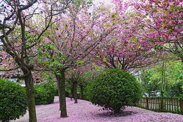 Obraz premium spring in the park