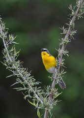 yellow breasted chat