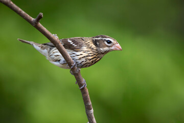 Fototapeta premium female rose breasted grosbeak