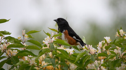 orchard oriole