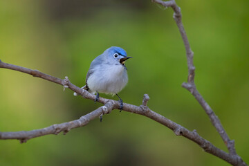 glue gray gnatcatcher singing