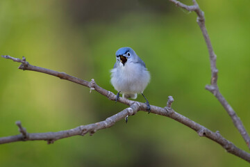 glue gray gnatcatcher singing