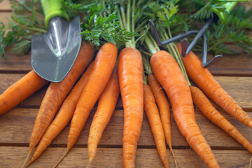 Bunch of fresh carrots with small garden shovel and rake on a wooden table