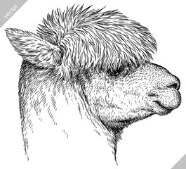 Vintage engraving isolated lama set illustration ink sketch. Alpaca background America animal silhouette art. Black and white hand drawn vector image. © Turaev