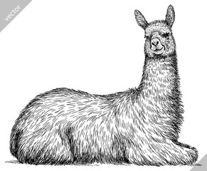 Vintage engraving isolated lama set illustration ink sketch. Alpaca background America animal silhouette art. Black and white hand drawn vector image. © Turaev