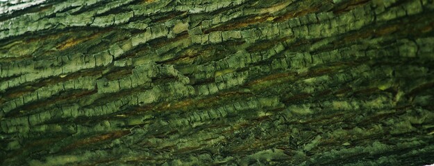 Natural background for graphic designer