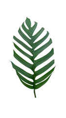 Green Epipremnum pinnatum leaf on a white background.