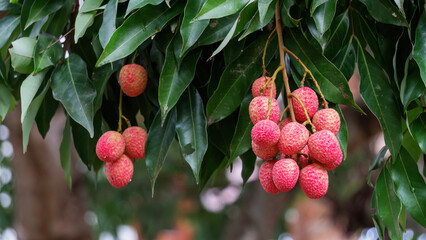 Red Lychee fruit hanging on a tree in an orchard. - 600114317
