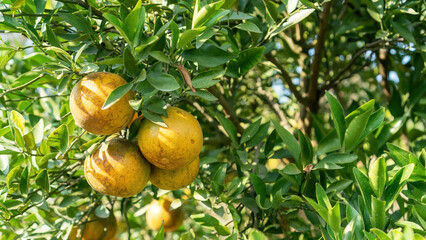 Tangerine orange fruit plant in an orchard. - 600114325