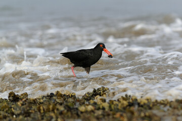 Black oystercatcher. 