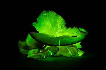 Bioluminescence Ghost mushroom, Ghost Fungus at night - Omphalotus nidiformis - bioluminescent, poisonous fungus  found in NSW, Australia