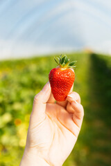 Hands with fresh strawberry collected in the garden. Organic sweet and fresh strawberry picking in strawberry farm. 