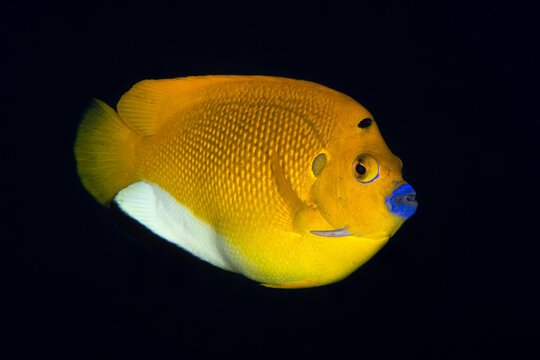 Blue-lipped Angelfish - Apolemichthys trimaculatu. Underwater world of Bali, Indonesia.