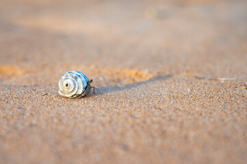 shell on sunset beach
