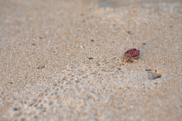 shell walking on beach
